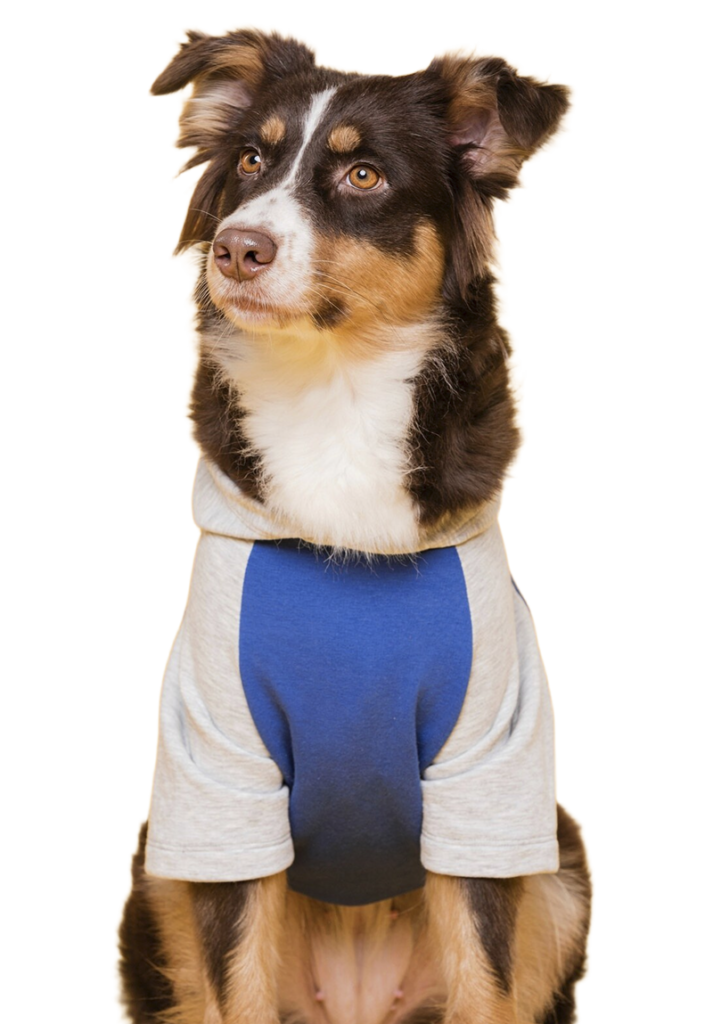 cachorro sentado no sofá